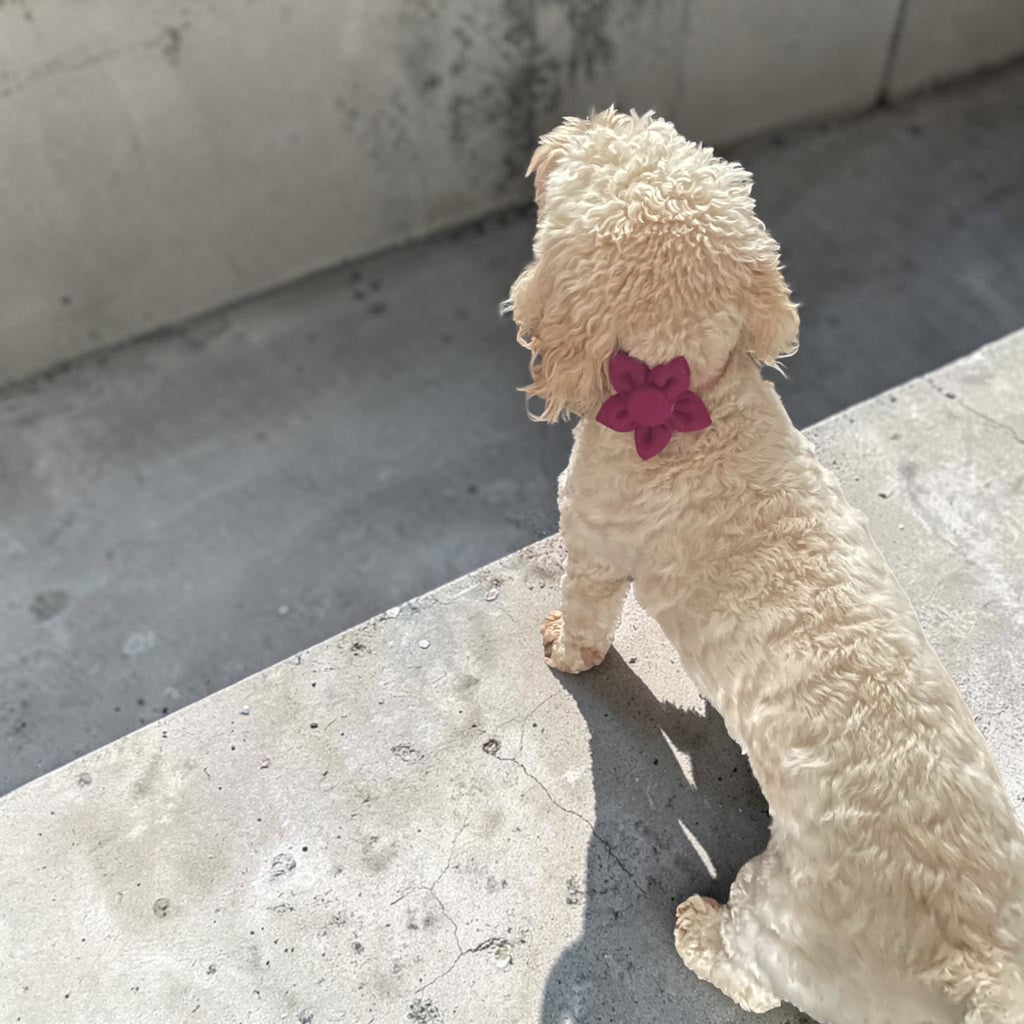 Harris Tweed pet collar flower
